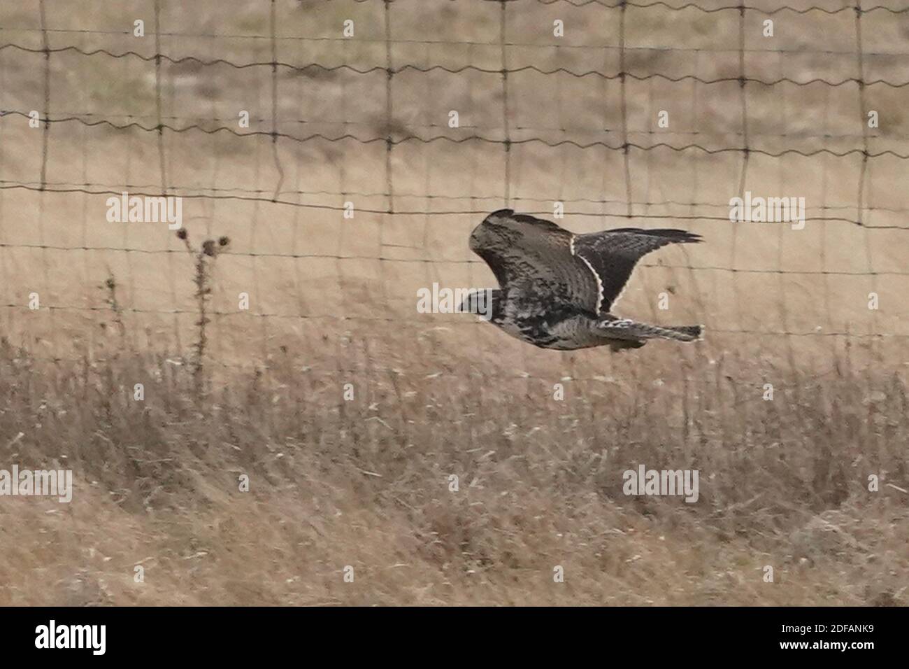 Harrier Hawk greift Red Tailed Hawk an Stockfoto