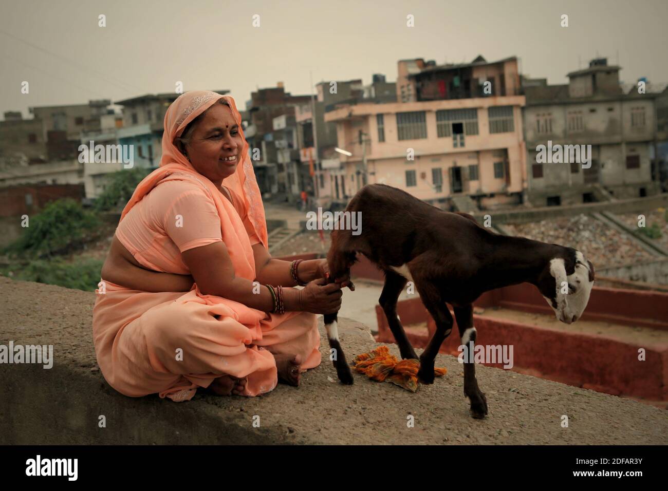 Porträt einer Frau, wie sie auf einer Betonwand mit einer Ziege sitzt, auf der Seite einer Straße, die nach Surya Mandir (Sonnentempel) in Rajasthan, Indien führt. Stockfoto