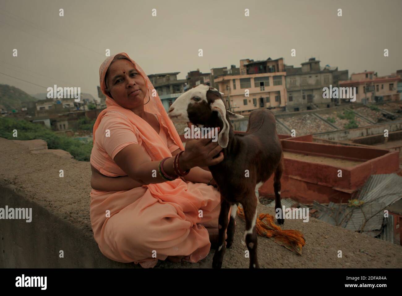 Porträt einer Frau, wie sie auf einer Betonwand mit einer Ziege sitzt, auf der Seite einer Straße, die nach Surya Mandir (Sonnentempel) in Rajasthan, Indien führt. Stockfoto