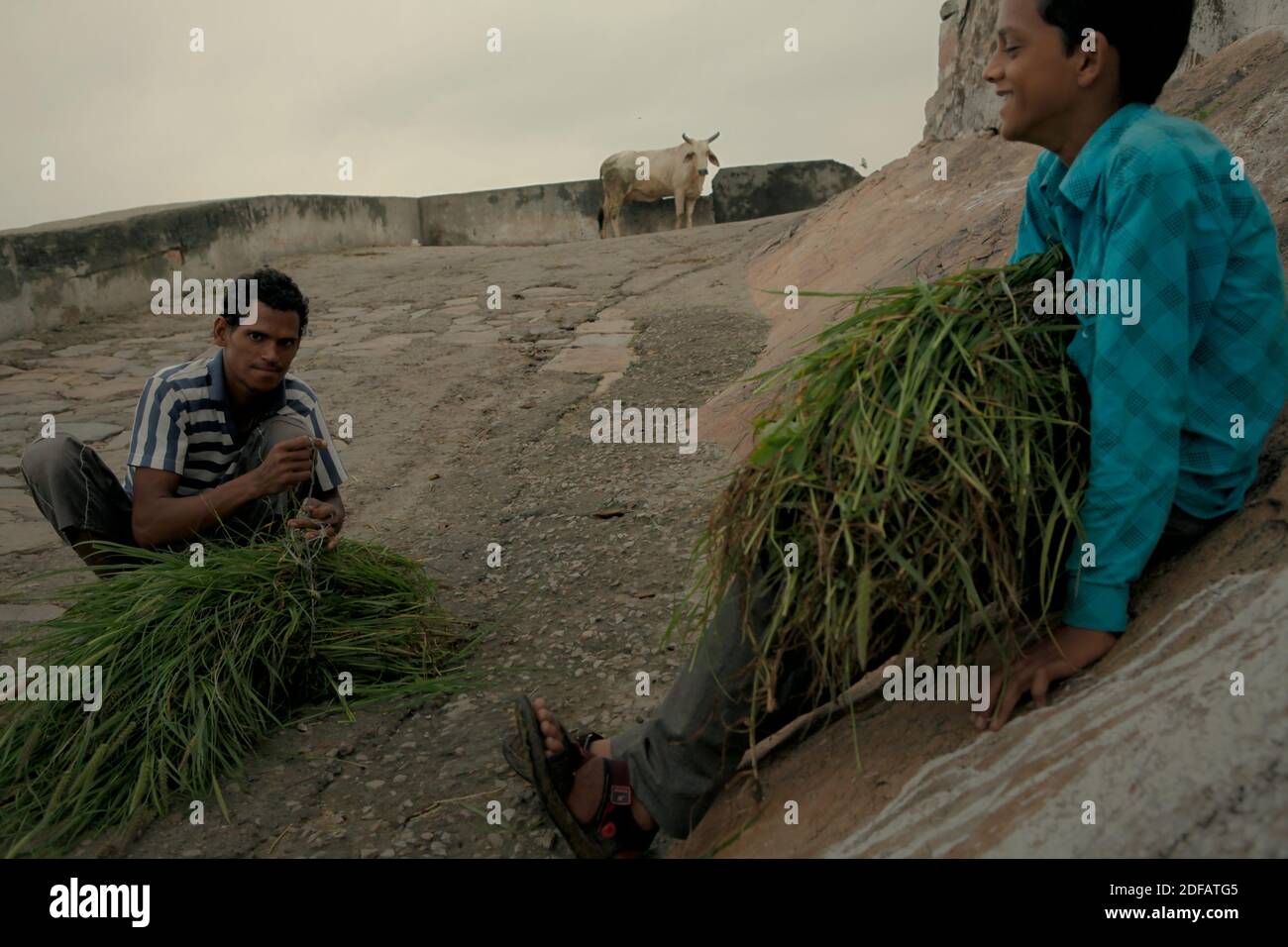 Ein Mann und ein Junge bekommen eine Pause, wie sie Gräser tragen, um Vieh zu füttern, auf einer Straße, die zu Surya Mandir (Sun Temple) in Jaipur, Rajasthan, Indien. Stockfoto