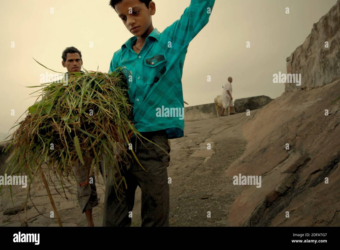 Ein Mann und ein Junge, der Gräser trägt, um Vieh auf einer Straße zu füttern, die zu Surya Mandir (Sonnentempel) in Jaipur, Rajasthan, Indien führt. Stockfoto