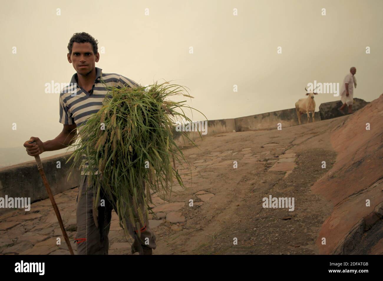 Ein Mann, der Gräser trägt, um Vieh auf einer Straße zu füttern, die zu Surya Mandir (Sonnentempel) in Jaipur, Rajasthan, Indien führt. Stockfoto