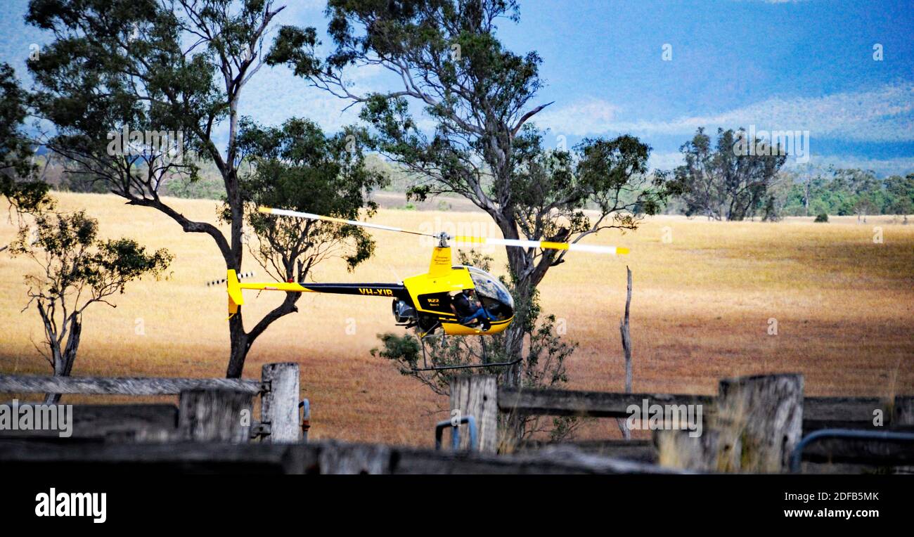 HUBSCHRAUBER MUSTERENDE RINDER Stockfoto