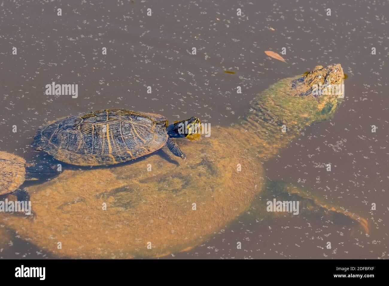 Ein Gelbbauchiger Slider fängt eine Rid auf einer Common Snapping Turtle (Chelydra serpentina). Raleigh, North Carolina. Stockfoto