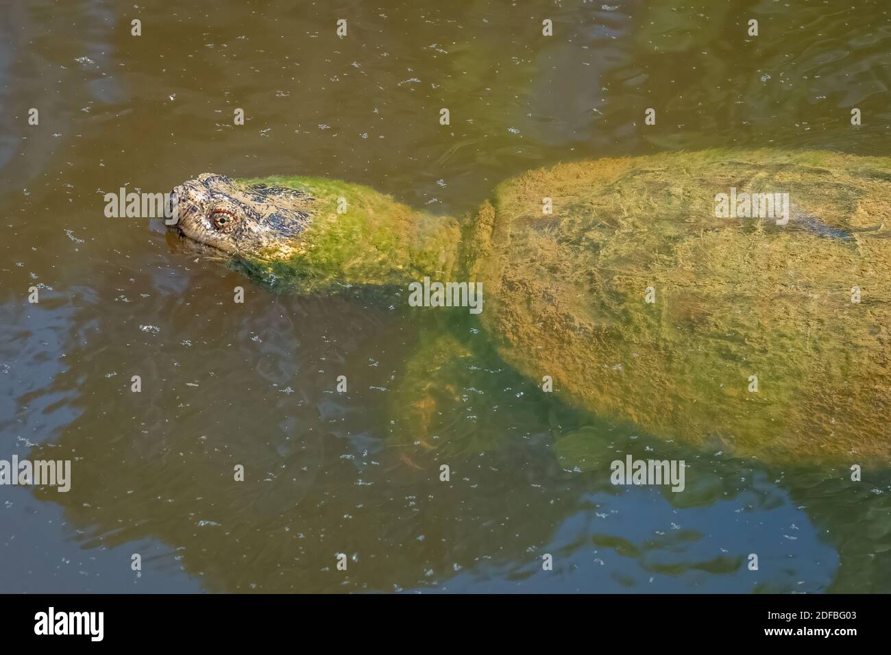 Eine gewöhnliche Schnappschildkröte (Chelydra serpentina), die in einem Teich schwimmend ist. Raleigh, North Carolina. Stockfoto