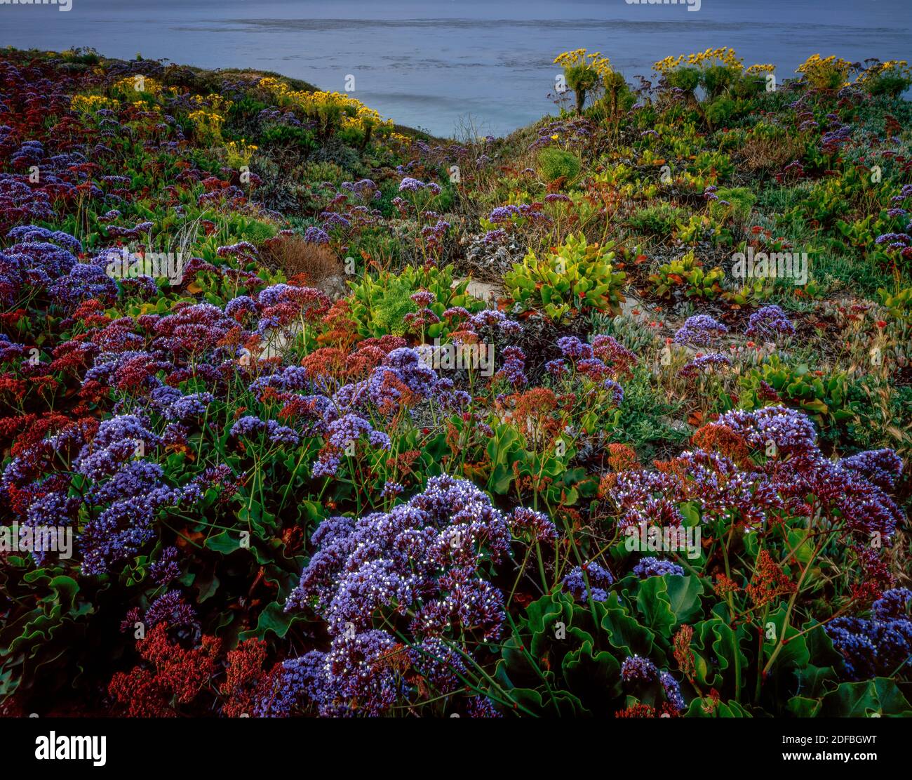 Limonium, Sea Lavender, Coreopsis, Leo Carrillo State Beach, Malibu, Kalifornien Stockfoto