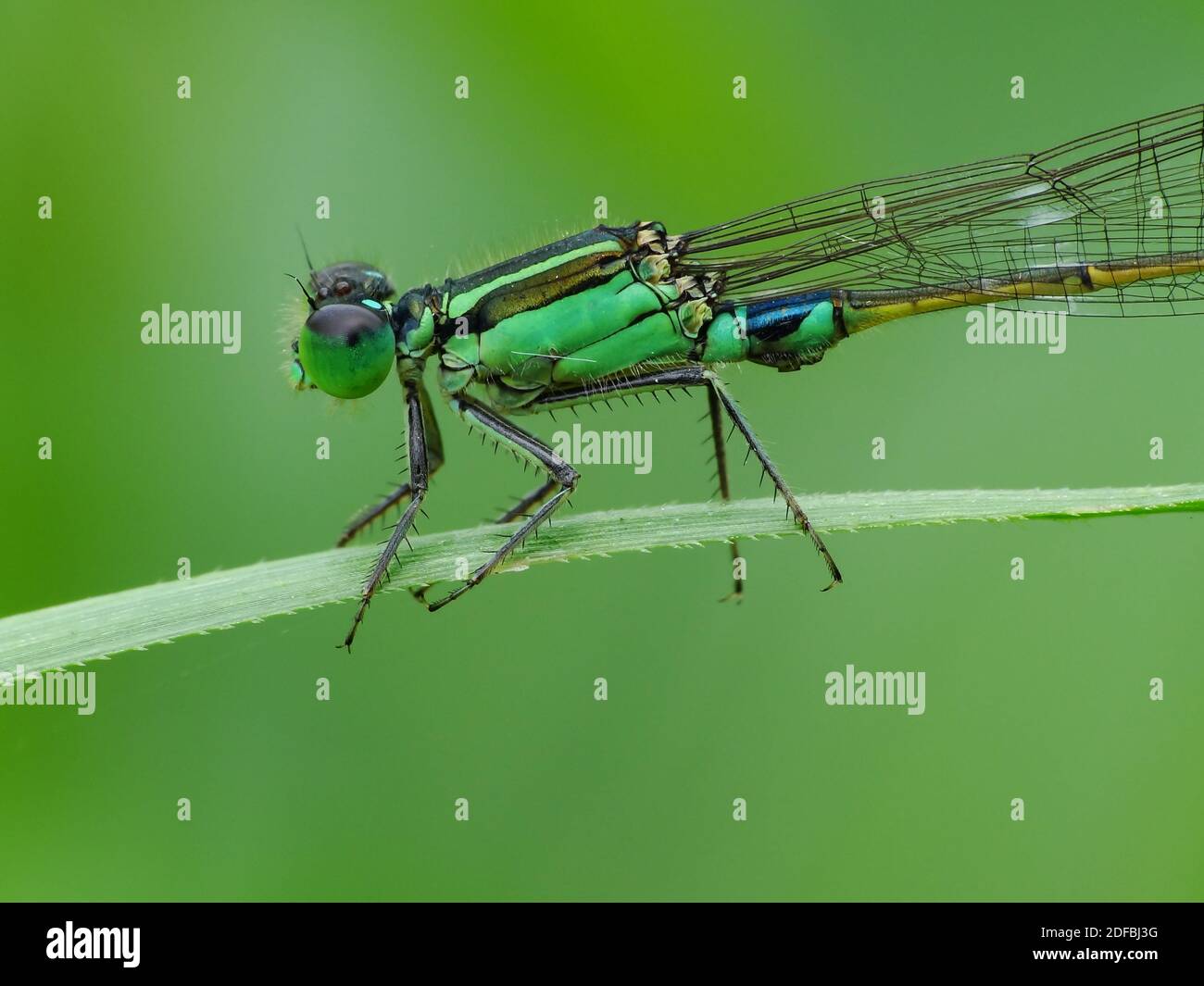 Insektenaktivität im täglichen Leben Stockfoto