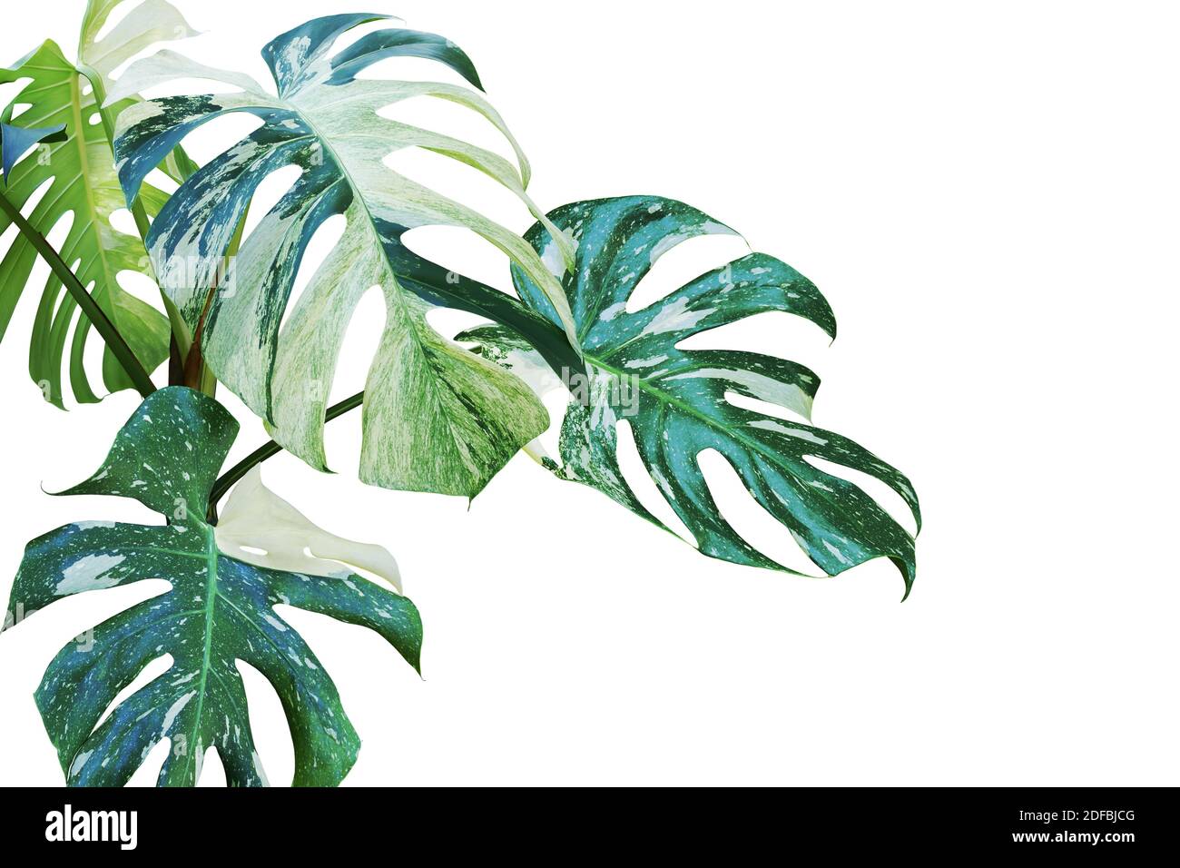 Bunte Bltter von Monstera, Split Leaf Philodendron Pflanze isoliert auf  weiem Hintergrund mit Beschneidungspfad Stockfotografie - Alamy