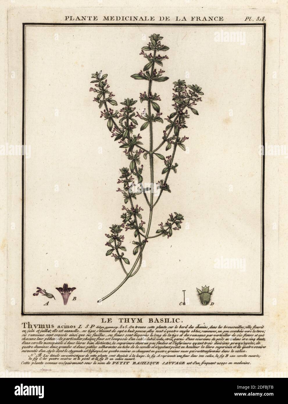 Basilikum Thymian oder Frühlingsbohnenkraut, Clinopodium acinos. Le Thym basilic, Thymus acinos. Kupferstich in drei Farben von Pierre Bulliard aus seiner Herbier de la France, ou Collection complete des plantes indigees de ce royaume, Didot jeune, Debure et Belin, 1780-1793. Stockfoto