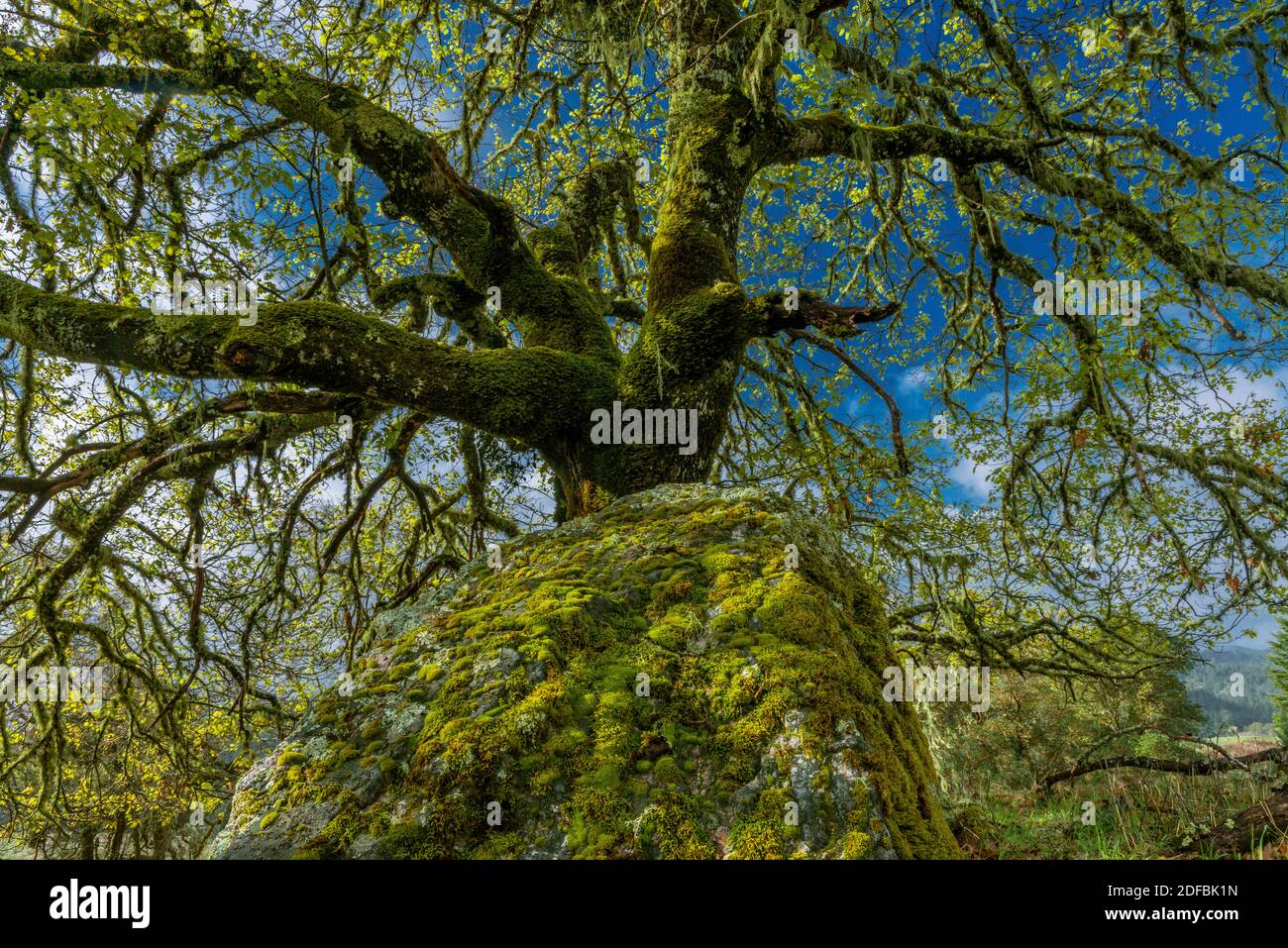 Valley Oaks, Quercus lobata, Acorn Ranch, Yorkville Highlands, Mendocino County, Kalifornien Stockfoto