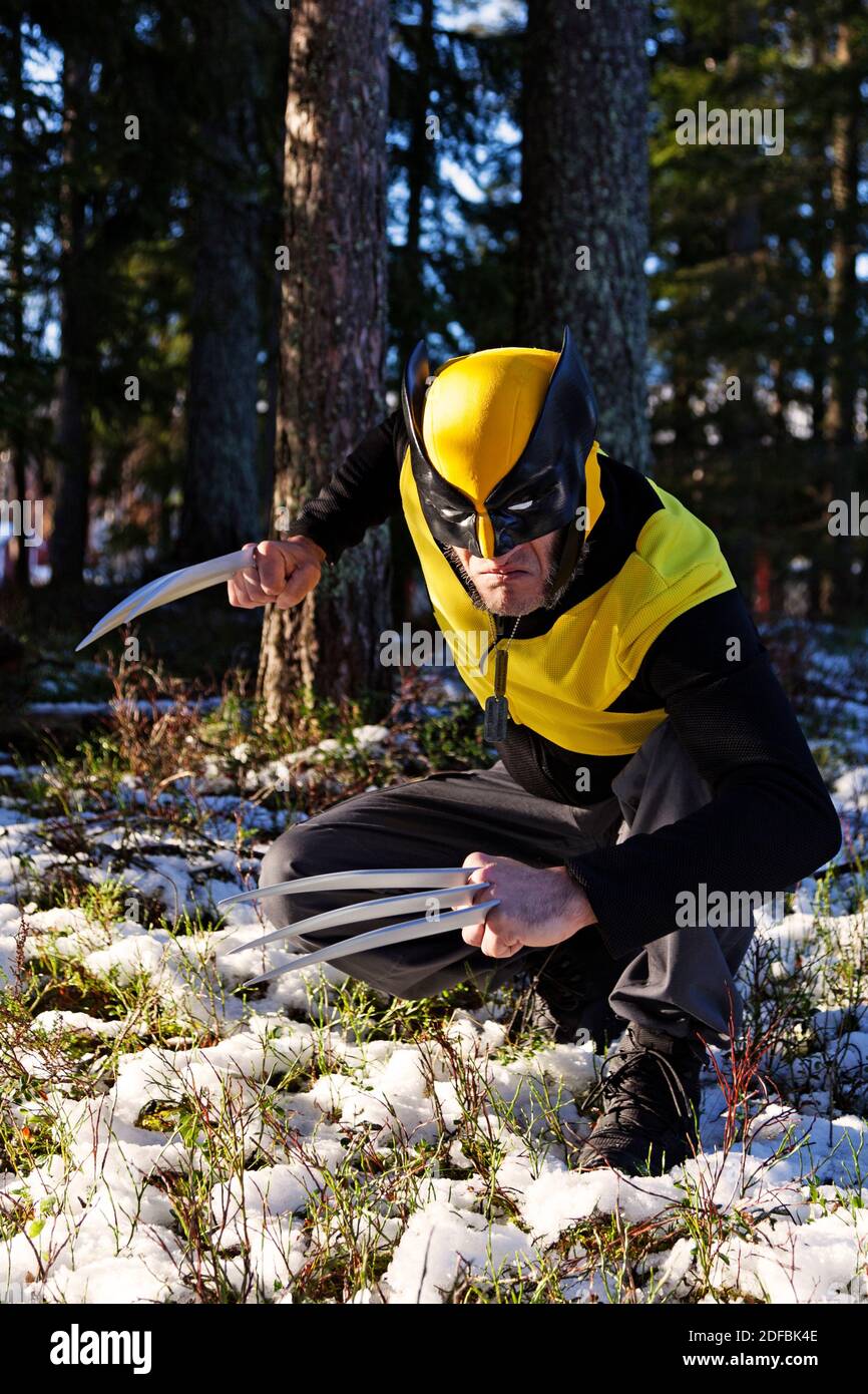 Umea, Norrland Schweden - 23. Oktober 2020: Der Vielfraß wird in den Wald gehütet Stockfoto