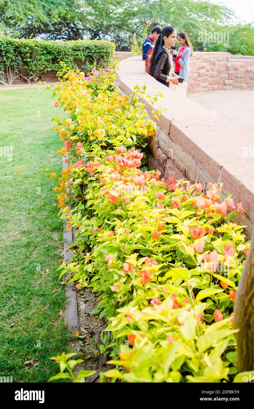 Bunte Blumen des botanischen Gartens und des Rosengartens von Ooty Tamilnadu Indien Stockfoto
