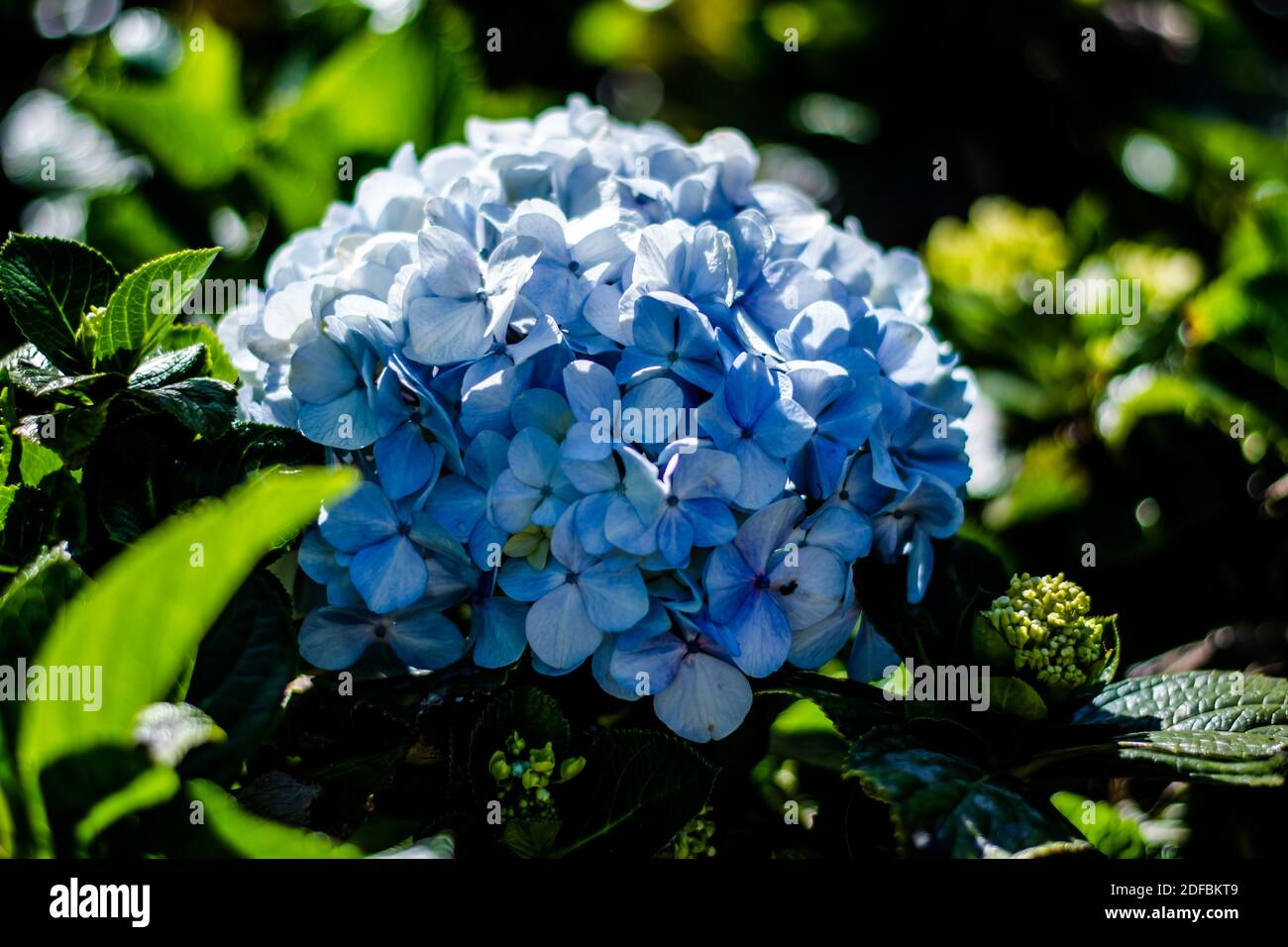 Bunte Blumen des botanischen Gartens und des Rosengartens von Ooty Tamilnadu Indien Stockfoto