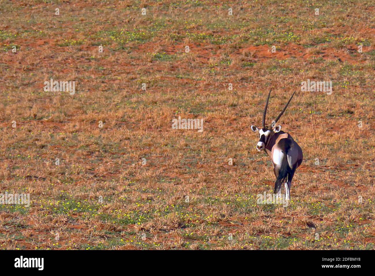 Ein einsames Gemsbok oder südafrikanischer Oryx (Oryx gazella) am frühen Morgen im NamibRand Nature Reserve, Hardap Region, Namibia Stockfoto