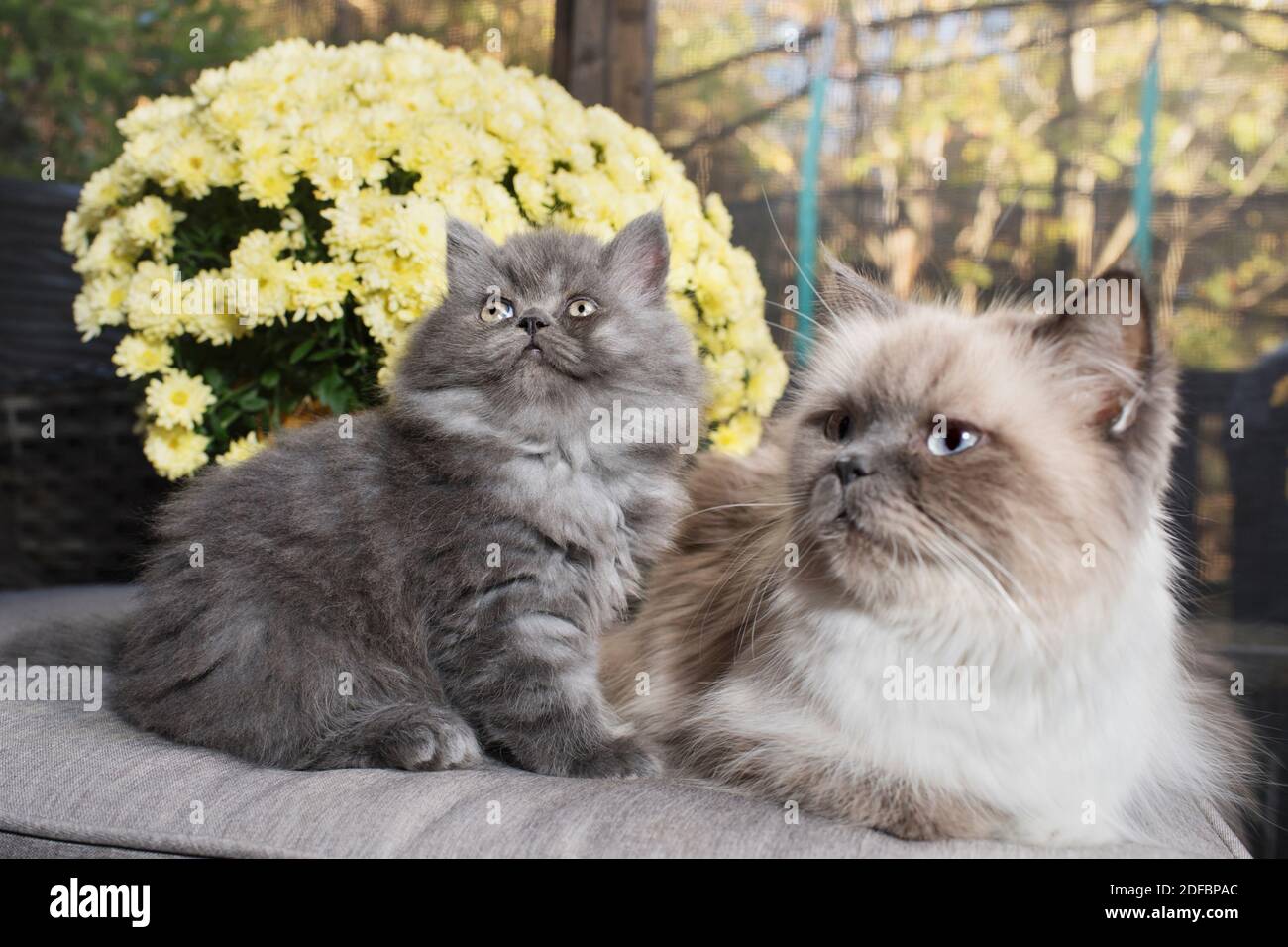 Graues Kätzchen und seine Mutter, ein Ragdoll, sitzen vor gelben Blüten. Stockfoto