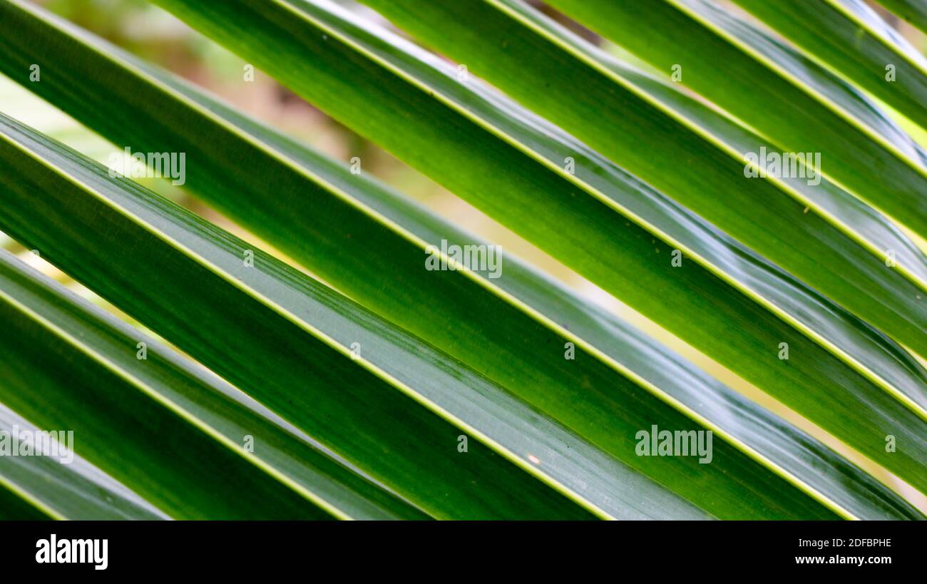 Grüner Stängel und Kokosblatthintergrund. Blätter von Kokospalmen. Stockfoto