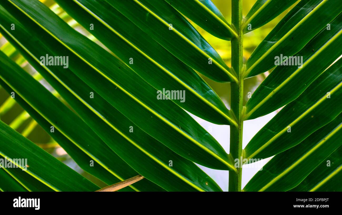 Grüner Stängel und Kokosblatthintergrund. Blätter von Kokospalmen. Stockfoto