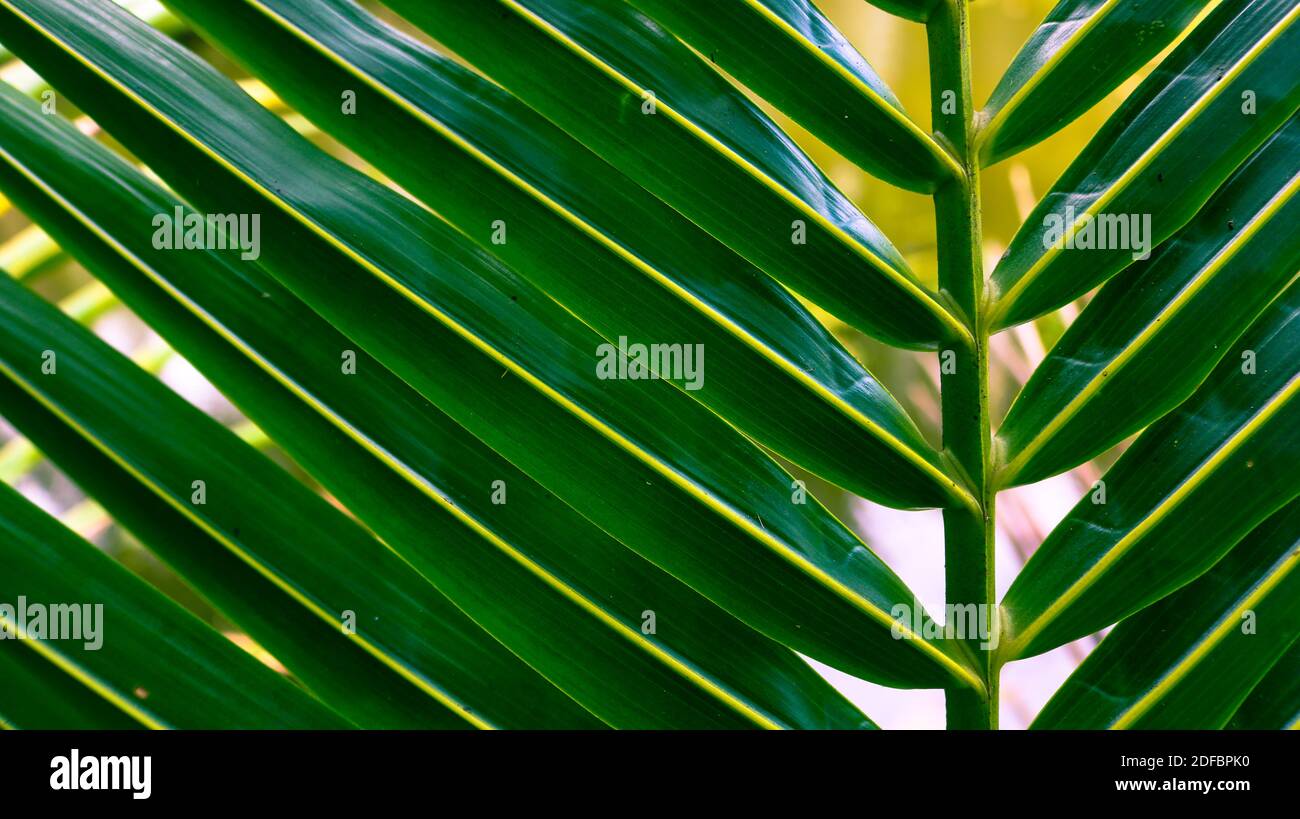 Grüner Stängel und Kokosblatthintergrund. Blätter von Kokospalmen. Stockfoto