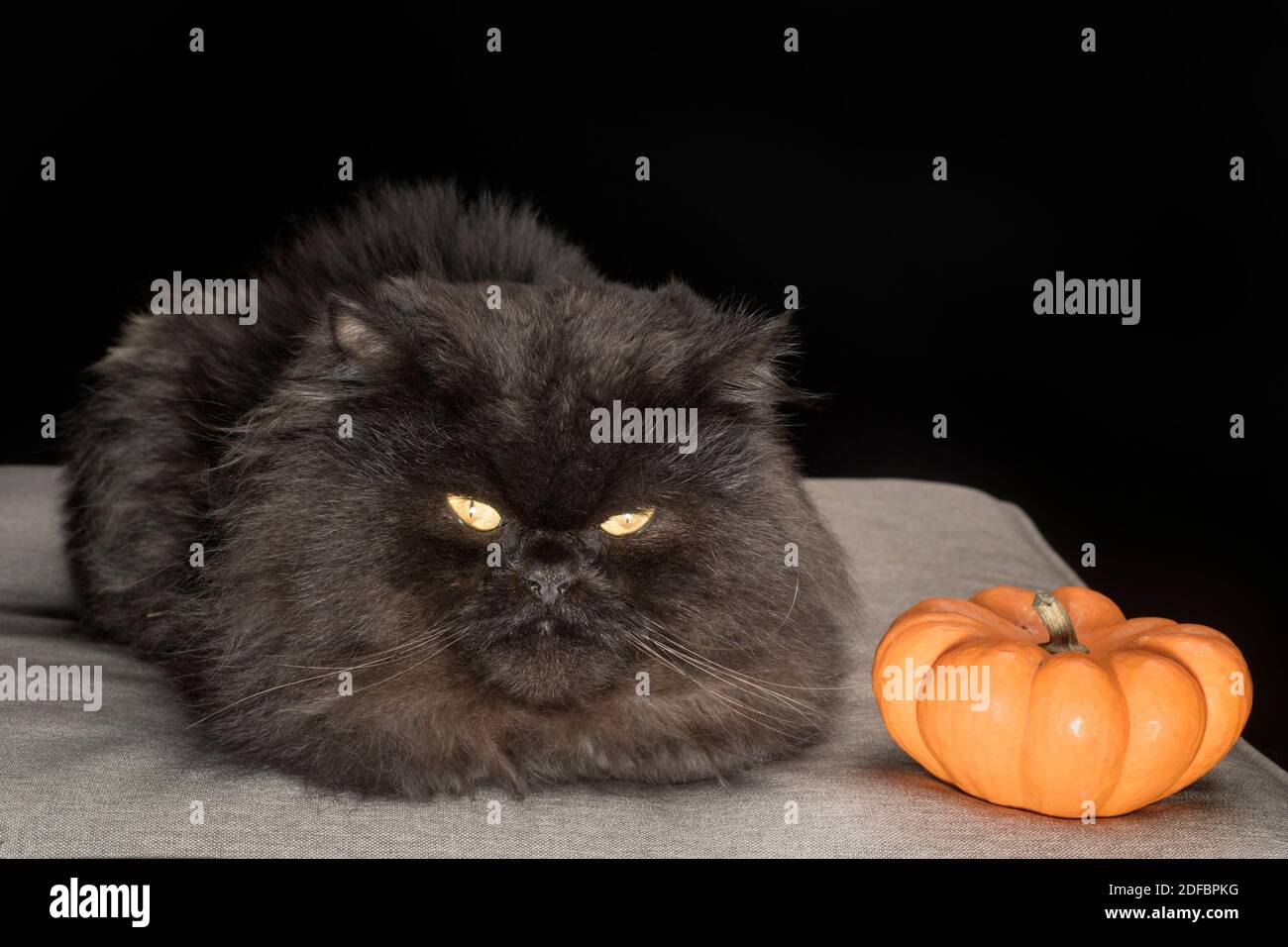 Schwarze perserkatze, die mit den Füßen versteckt sitzt und mit einem kleinen orangefarbenen Kürbis posiert. Stockfoto
