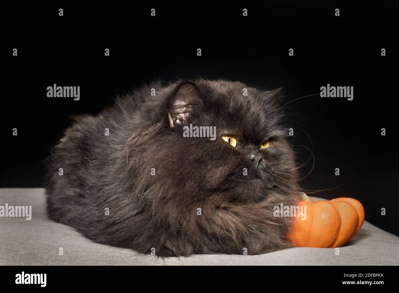 Schwarze perserkatze, die mit den Füßen versteckt sitzt und mit einem kleinen orangefarbenen Kürbis posiert. Stockfoto