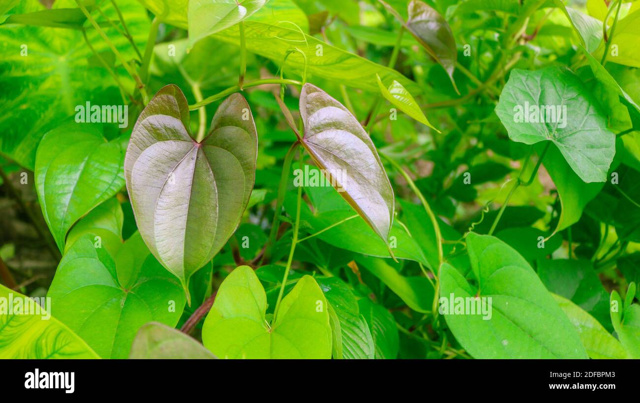 Schöne Baum Potato Blätter. Der Name der Dioscorea alata, Dioscoreaceae (mati alu pata), lila Yam, größere Yam, Guyana Pfeilwurzel, zehn Monate Yam, w Stockfoto