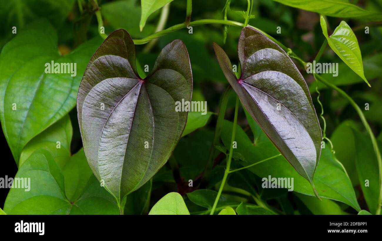 Schöne lila Baum Potato Blätter. Der Name von Dioscorea alata, Dioscoreaceae (mati alu pata), lila Yam, Greater Yam, Guyana Pfeilwurzel, zehn Monate Stockfoto