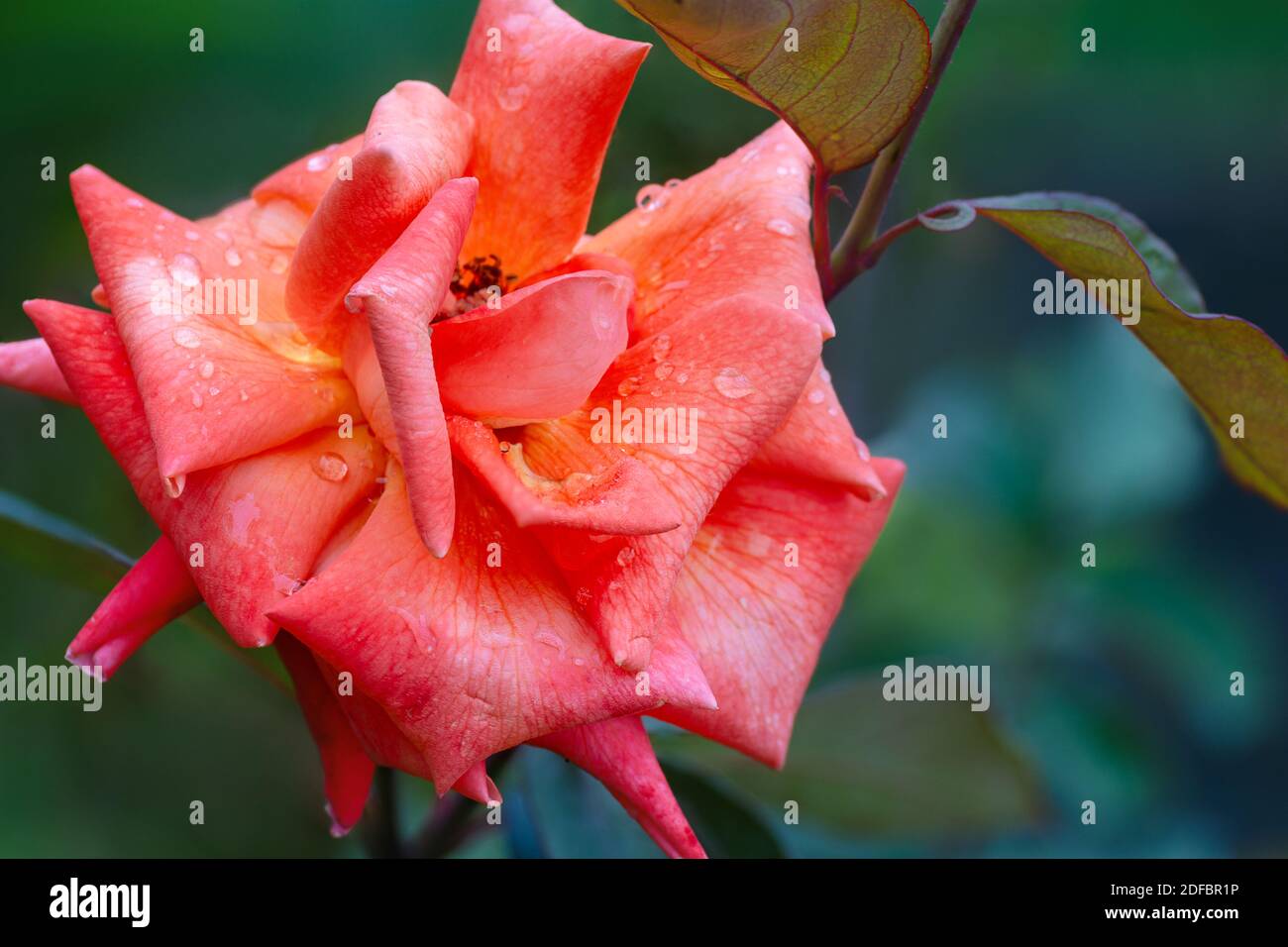 Nahaufnahme der Blume der Pfirsich-Rose Stockfoto