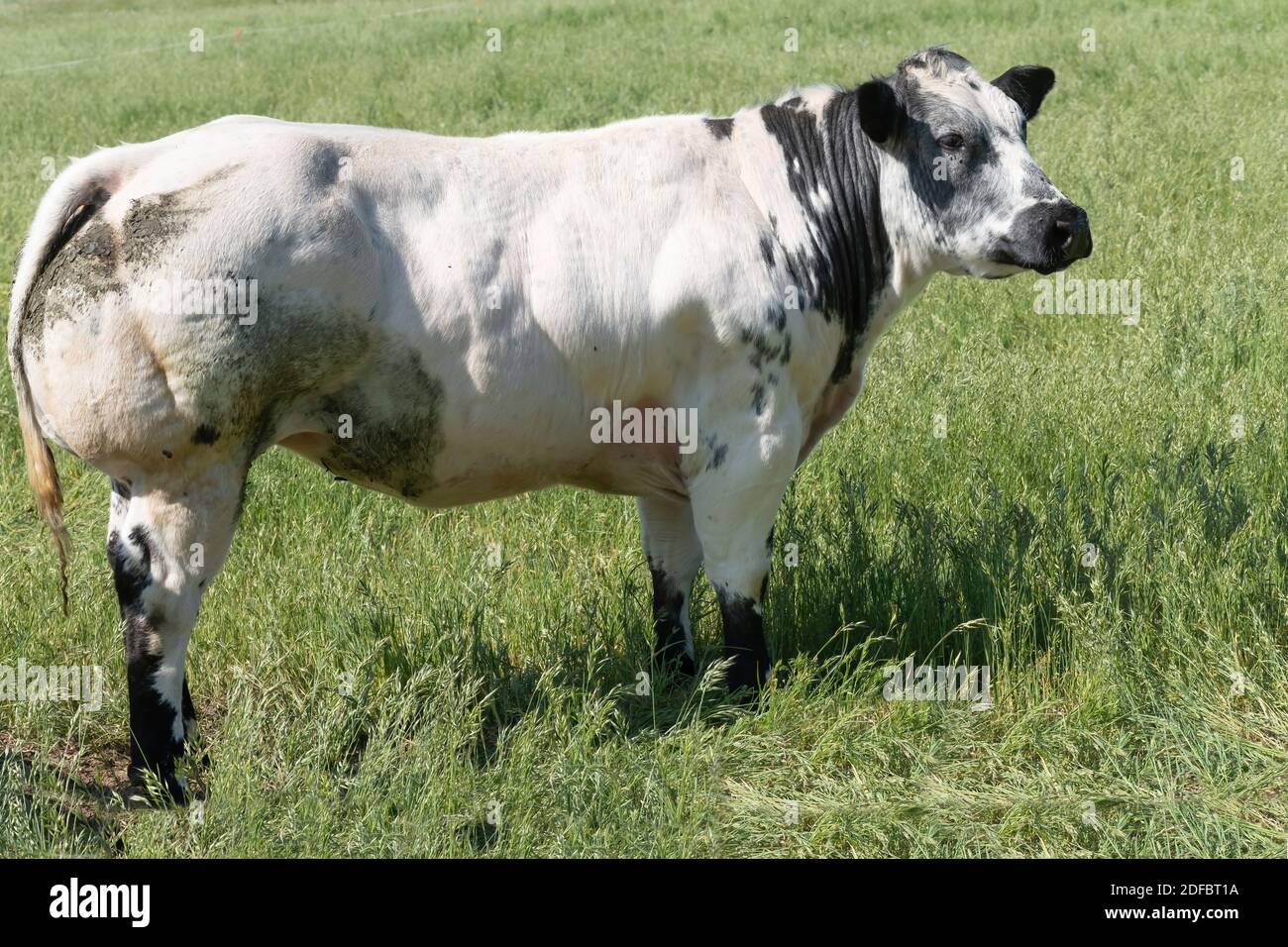 Charolais Kuh Im Feld Hochformat Stockfotografie Alamy