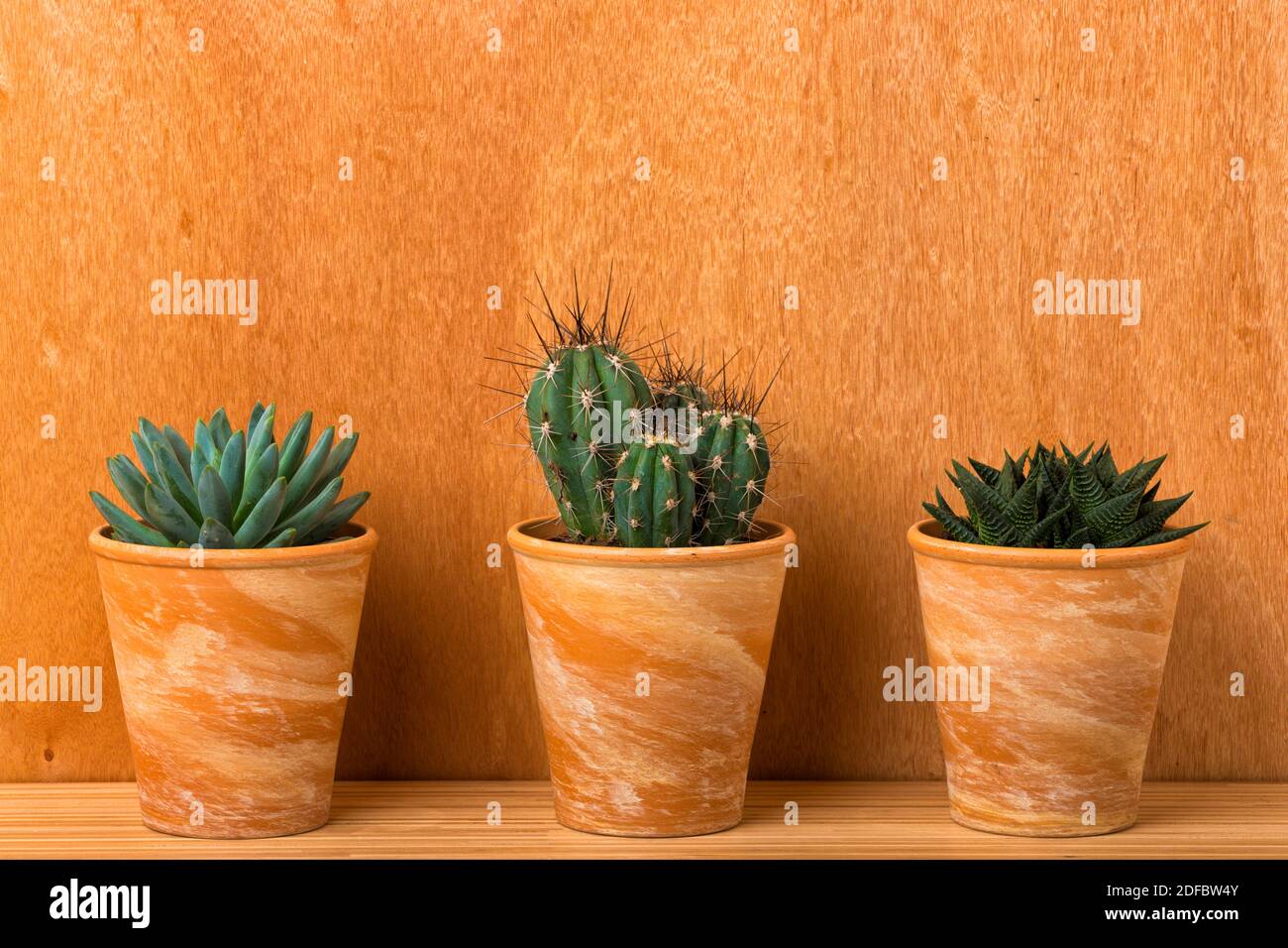 Drei Zimmerpflanzen - Pachyphytum hookeri, Stetsonia coryne und haworthiopsis limifolia - in Terrakotta-Blumentöpfen vor der Holzwand Stockfoto