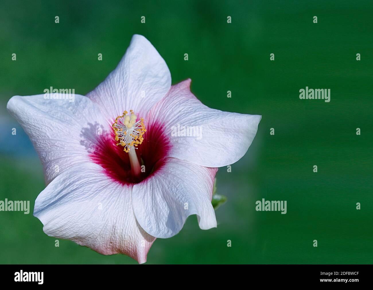 Hibiscus Syriacus Blumenkopf. Isoliert. Speicherplatz Kopieren. Rosa mit weißem Blütenkopf in voller Blüte. Platz zum Schreiben. Stockbild. Stockfoto