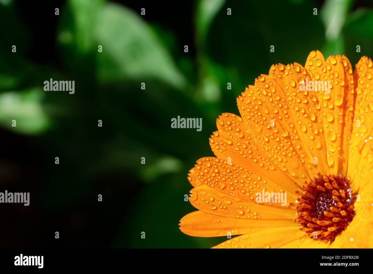 Orangenblüte mit Wassertropfen. Orange Pot Ringelblume oder Englisch Ringelblume (Calendula officinalis) Blume auf Blatt Hintergrund. Weiche Farben. Stockfoto