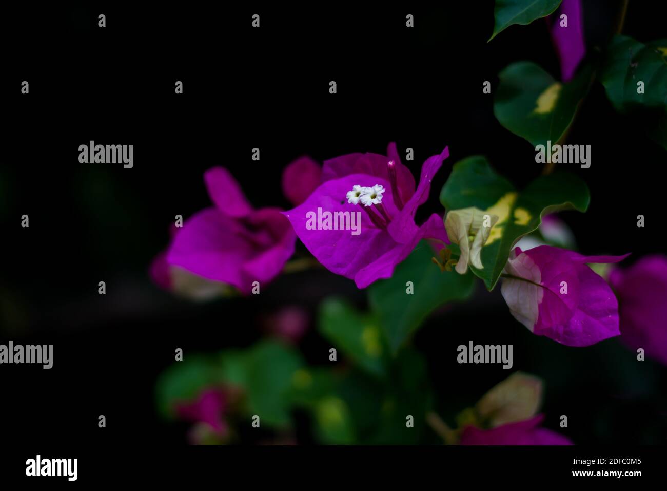 Bunte Blumen des botanischen Gartens und des Rosengartens von Ooty Tamilnadu Indien Stockfoto