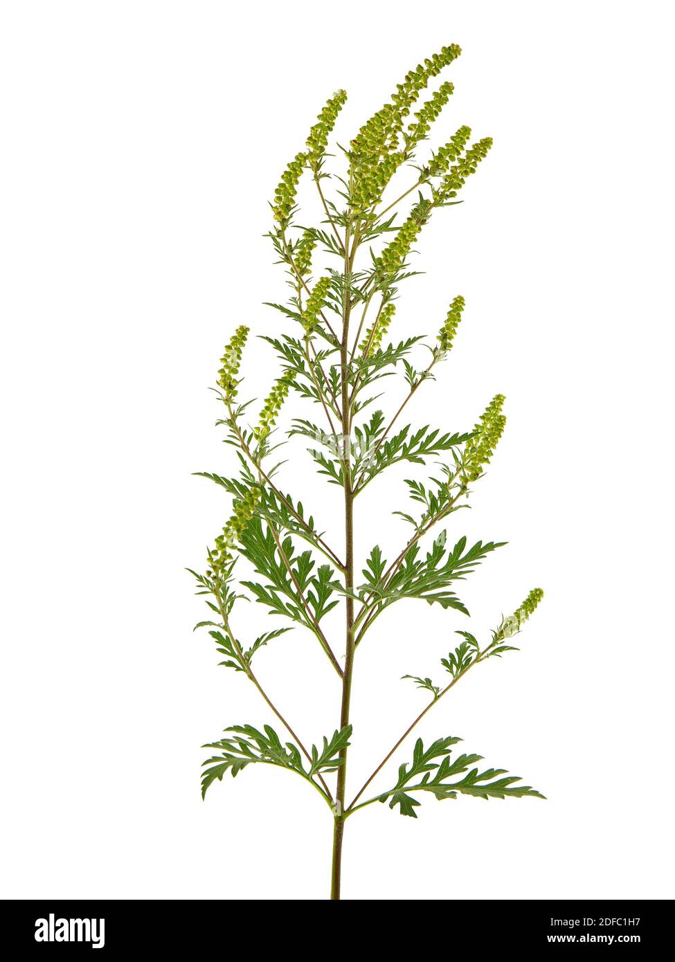 Blühende Pflanze des gemeinen Ragweed, isoliert auf weiß, Ambrosia artemisiifolia Stockfoto
