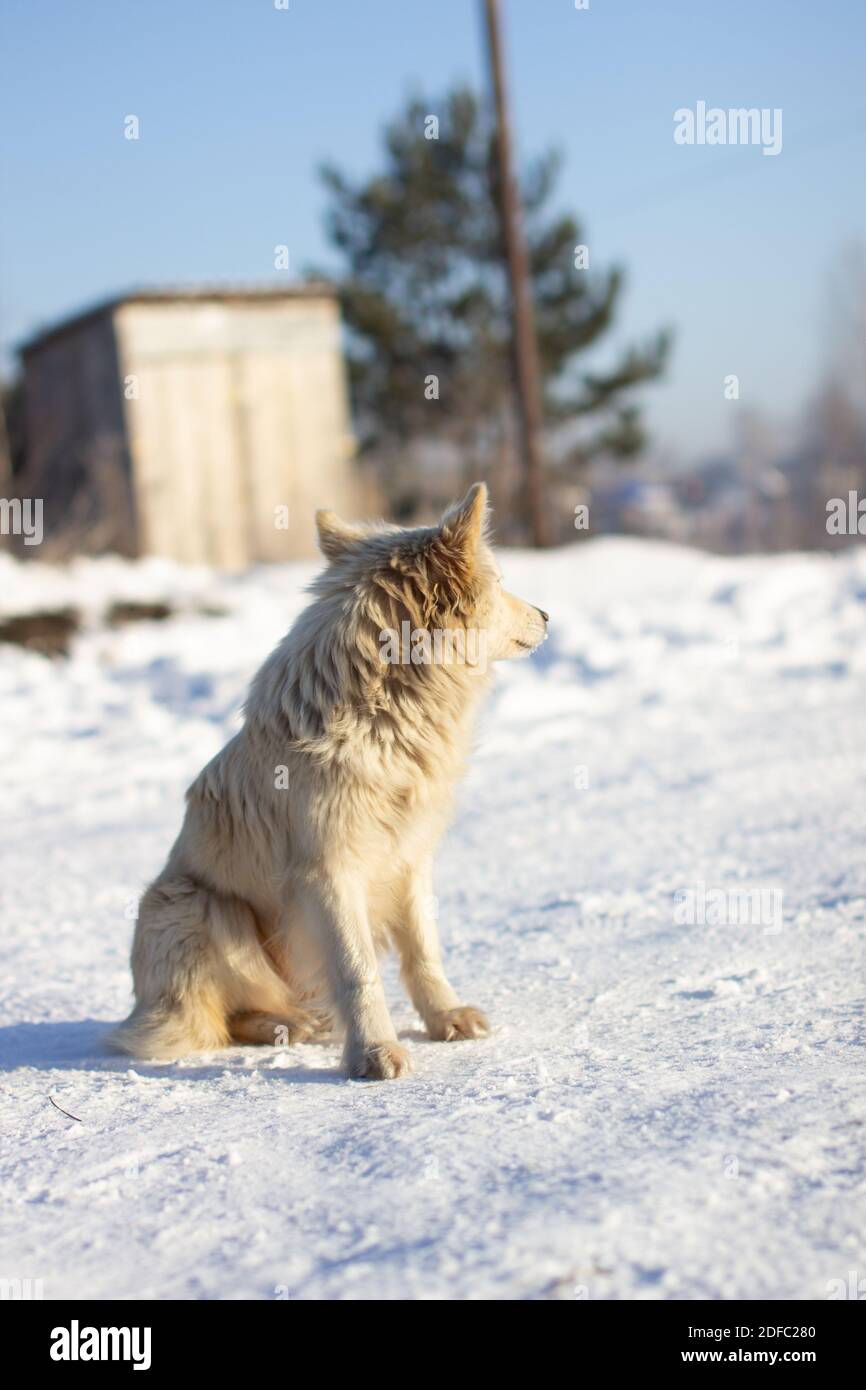 Ein schöner Hund sitzt im Winter im Schnee und wacht. Der Hund ist im Winter nicht kalt. Stockfoto