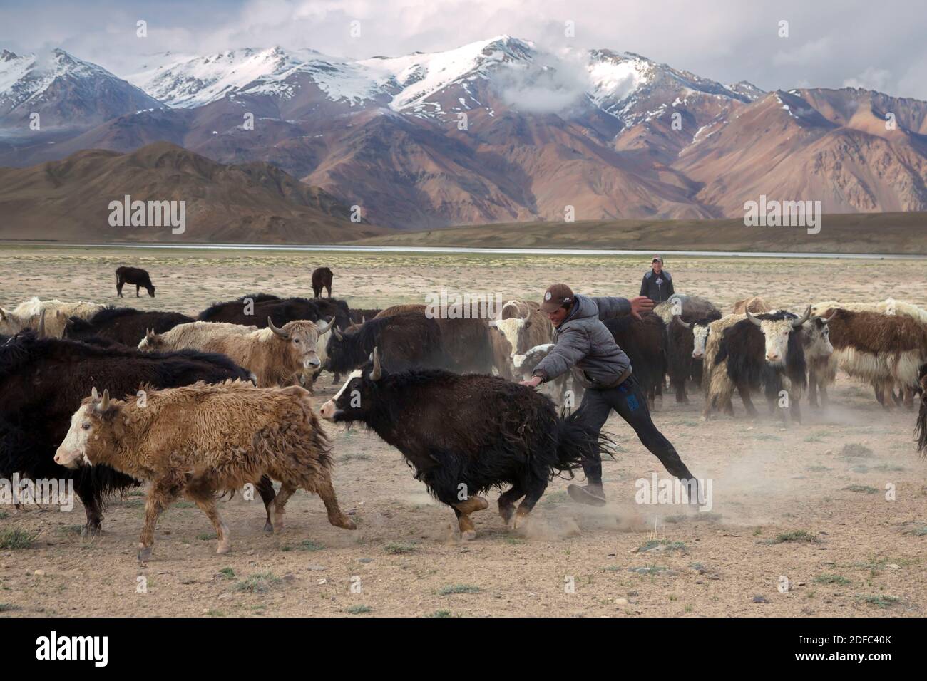 Tadschikistan, Provinz Gbao, ein Mann läuft im Dorf Bulunkul den Yaks hinterher Stockfoto