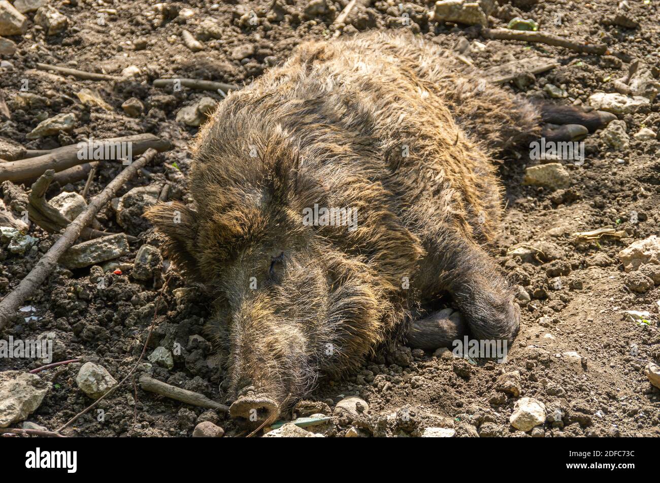 Ein Wildschwein legt sich auf den Waldboden. Stockfoto