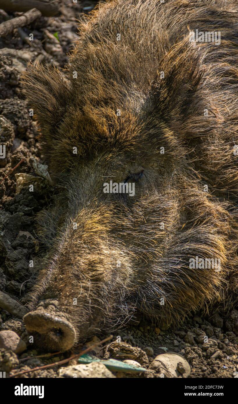 Ein Wildschwein legt sich auf den Waldboden. Stockfoto