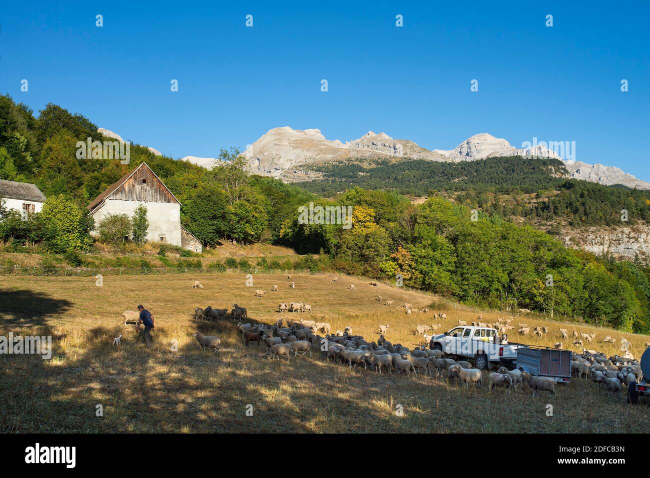 Frankreich, Hautes Alpes, (05) Massif du Devoluy, troupeau de brebis au hameau des Blanquets et la tete de l'Obiou (2789 m) Stockfoto