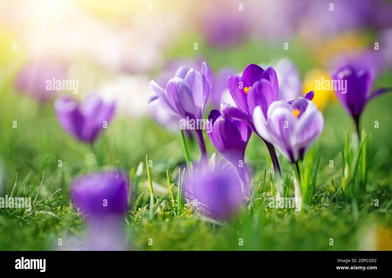 Nahaufnahme der Frühlingsblumen im Park Stockfoto