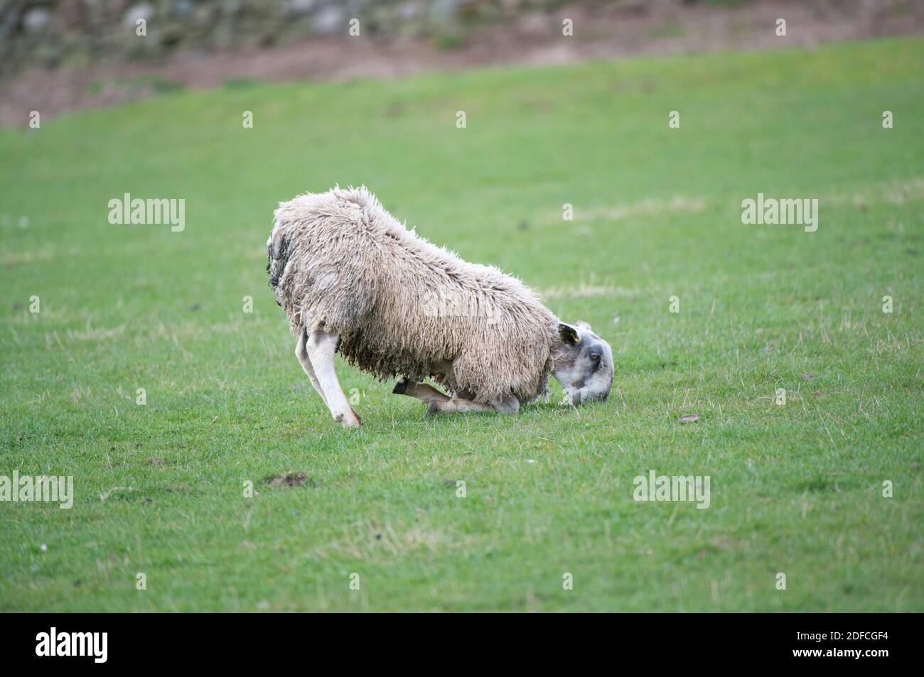 Blue Faced Leicester zeigt Verhalten, um die Wirkung von Footrot zu minimieren. Stockfoto