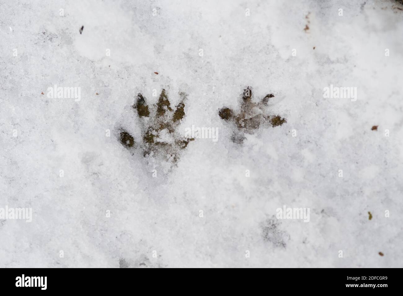 Spuren einer braunen Ratte (Rattus norvegicus) im Schnee, die größere ist die Hinterfüße. Stockfoto