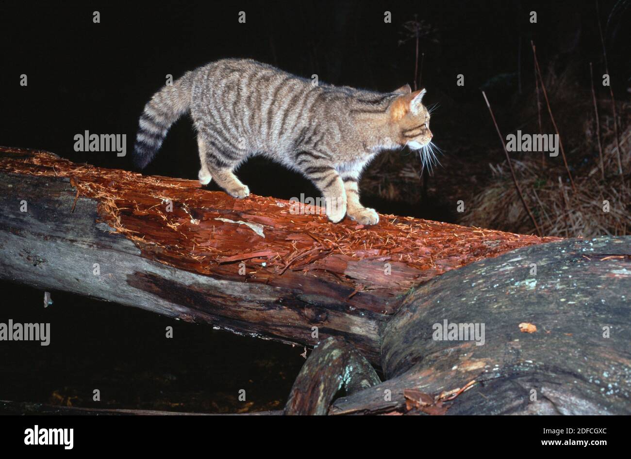 Dies war die erste Nahaufnahme einer schottischen Wildkatze, die in freier Wildbahn mit einem Infrarotstrahl aufgenommen wurde. Es dauerte drei Nächte mit der Kamera vor Ort. Stockfoto