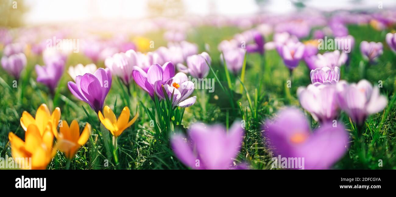 Nahaufnahme der Frühlingsblumen im Park Stockfoto