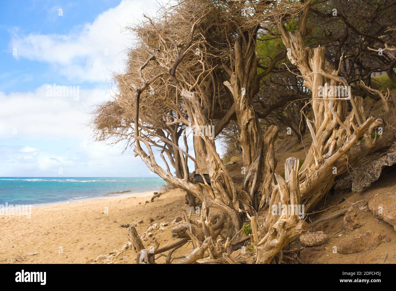 Knorrige und verdrehte Bäume am Sandstrand entlang des Pazifiks Meer Stockfoto