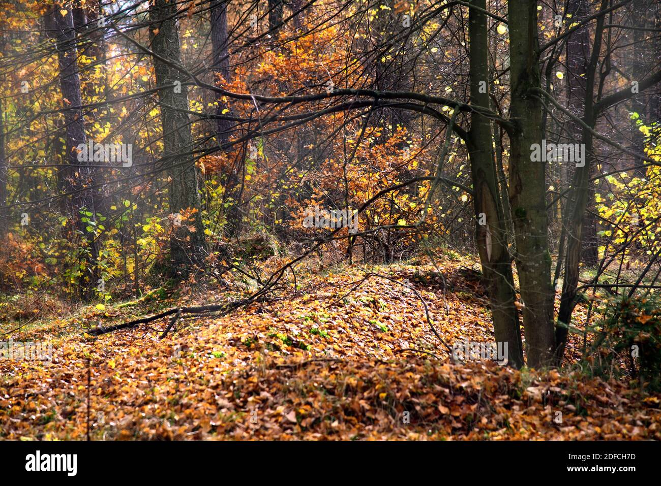 Herbstwald gefallene Blätter von Bäumen, viele Blätter Bäume Polen Stockfoto