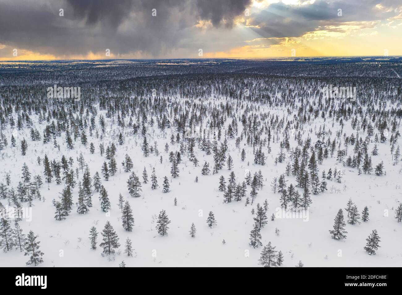 Bäume in der verschneiten Landschaft des Urho-Kekkonen-Nationalparks bei Sonnenuntergang, Luftaufnahme, Saariselka, Inari, Lappland, Finnland Stockfoto