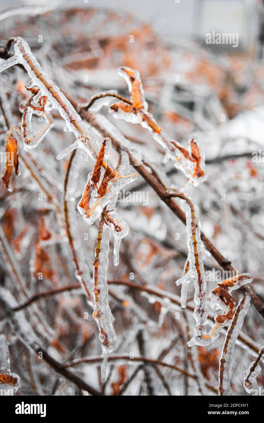 Gefallene Zweige eines Baumes mit Herbstblättern bedeckt mit Eis auf dem Boden liegen. Eissturm, Winterwetter. Schöner natürlicher Hintergrund. Stockfoto