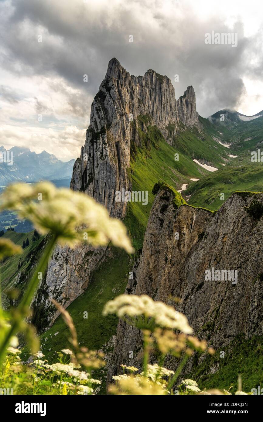 Blühende Wildblumen umrahmen den majestätischen Saxer Lucke Berg im Sommer, Kanton Appenzell, Alpsteinkette, Schweiz Stockfoto