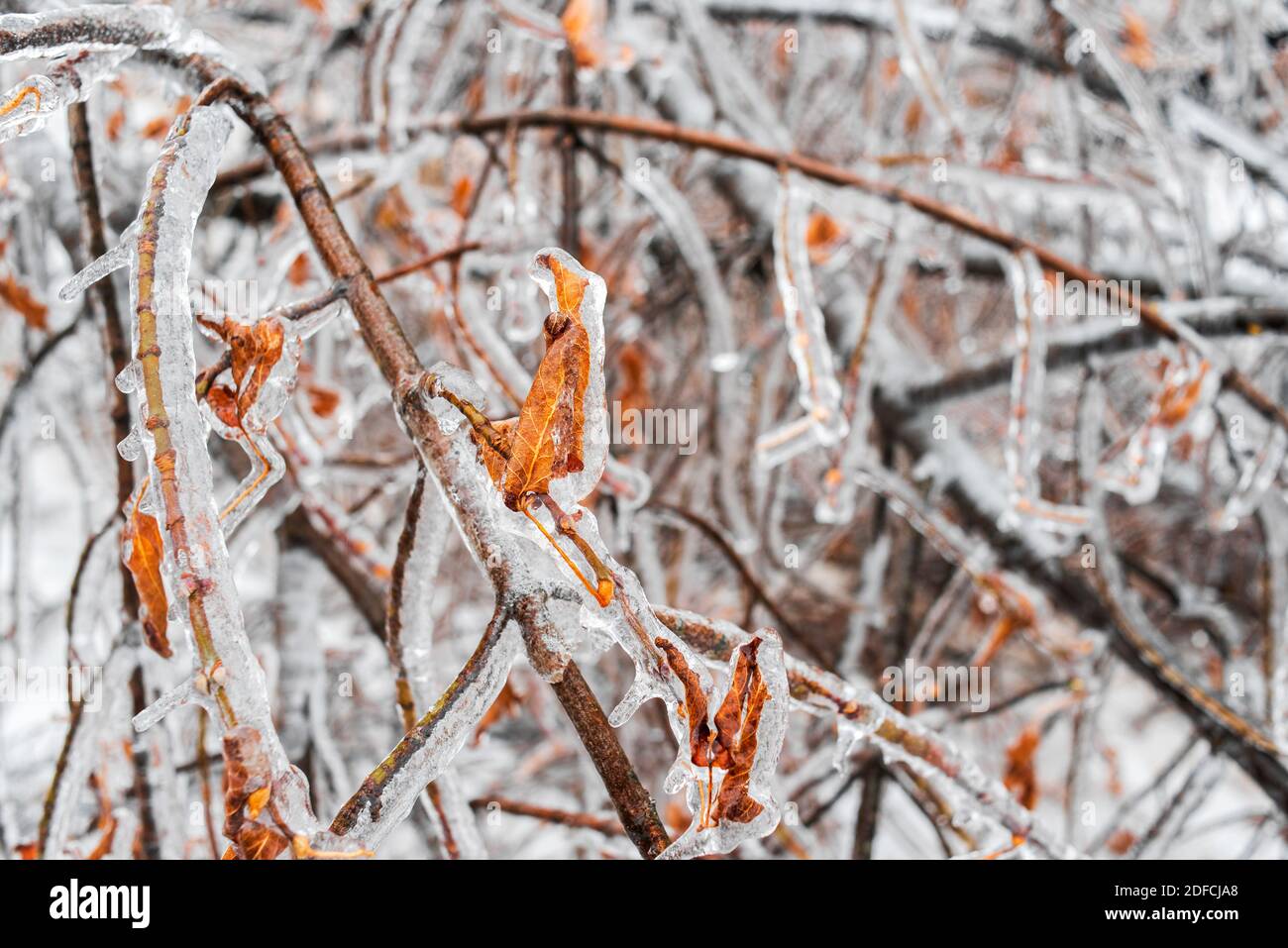 Gefallene Zweige eines Baumes mit Herbstblättern bedeckt mit Eis auf dem Boden liegen. Eissturm, Winterwetter. Schöner natürlicher Hintergrund. Stockfoto