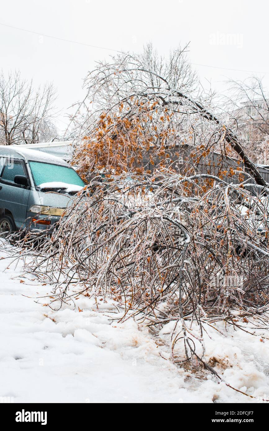 Vom Wind zerbrochene Bäume fielen auf die Autos. Äste von Bäumen mit Eis bedeckt gebogen zu Boden. Eissturmzyklon. Stadt im Winter. Stockfoto